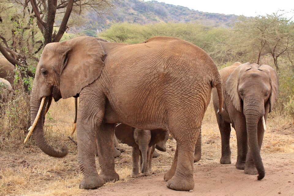 Elephant animals africa