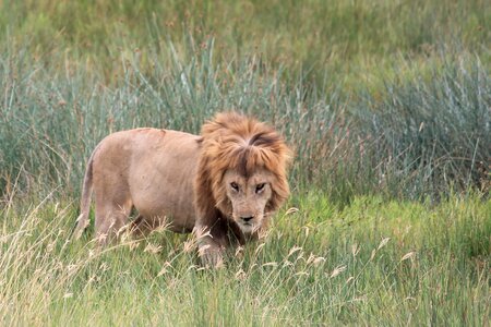 Lion animals africa
