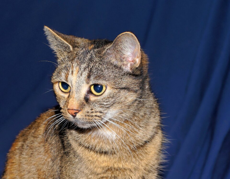 Portrait pet graceful