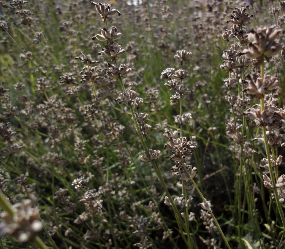 Plant nature herb