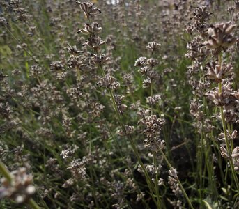 Plant nature herb