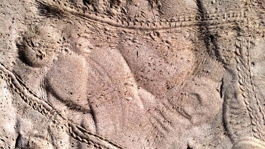 Animal-trails animals crabs