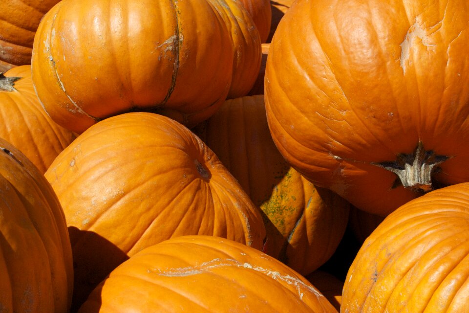 Autumn orange vegetables