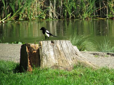 Magpie lake tree