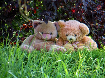 Bear fur cute