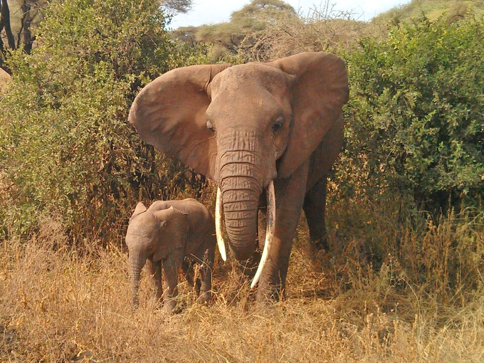 Elephant animals africa