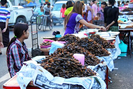 Cockroaches boisterous busy photo