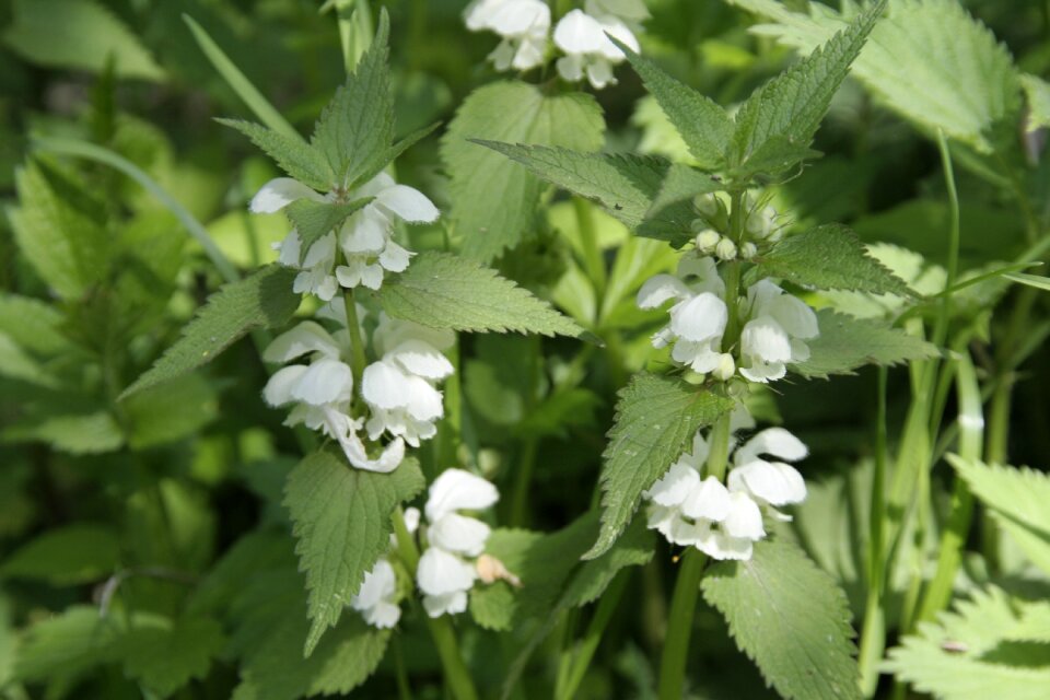 Plant nature spring