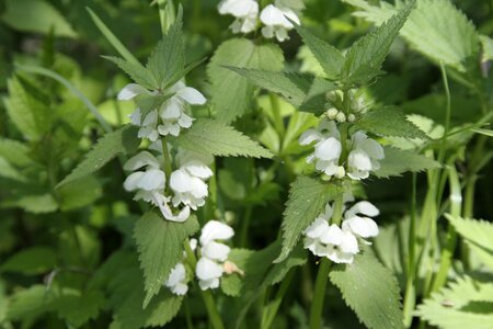 Plant nature spring
