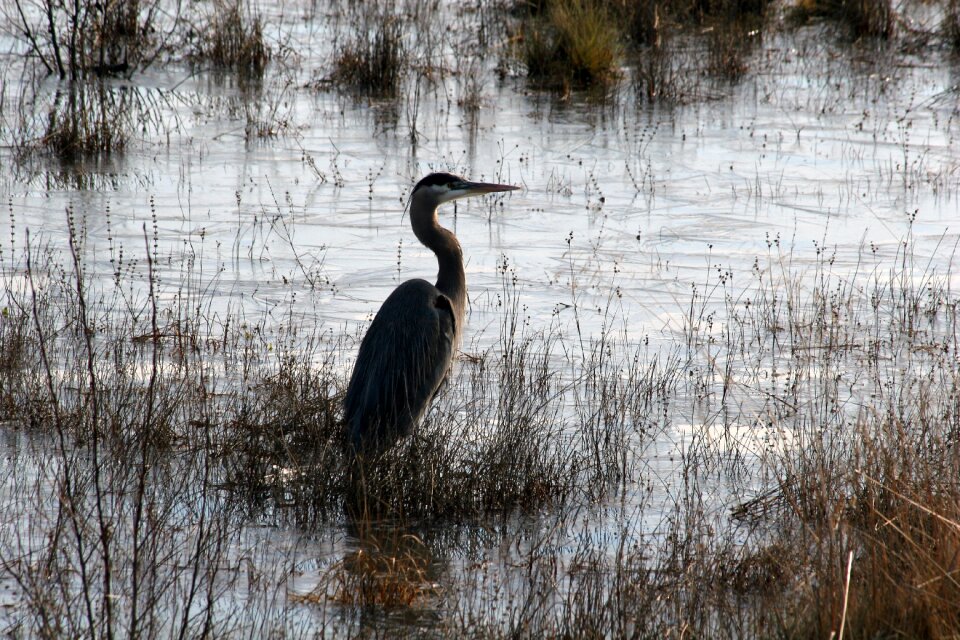 Wildlife nature water