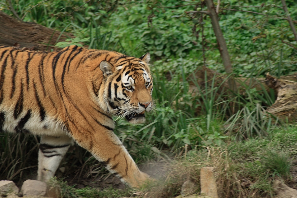 Tiger paw big cat predator photo