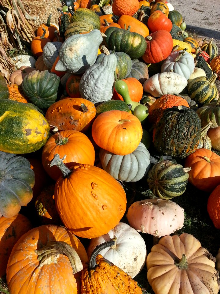 Thanksgiving october gourd