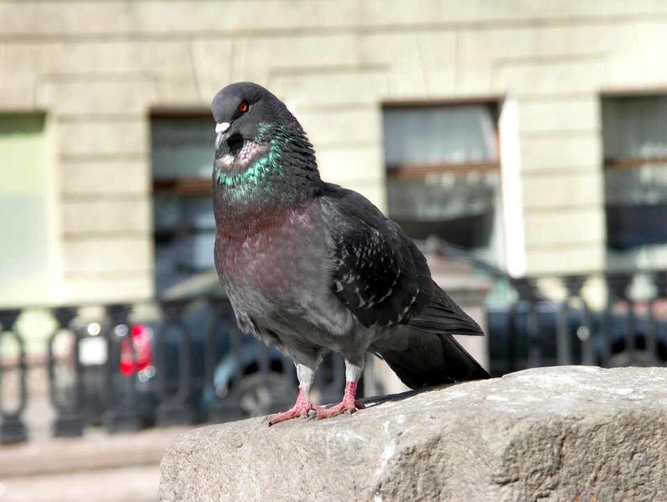 The gray pigeon pigeon on the parapet peter dove