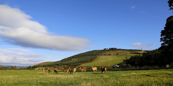 Hirsch pasture scotland