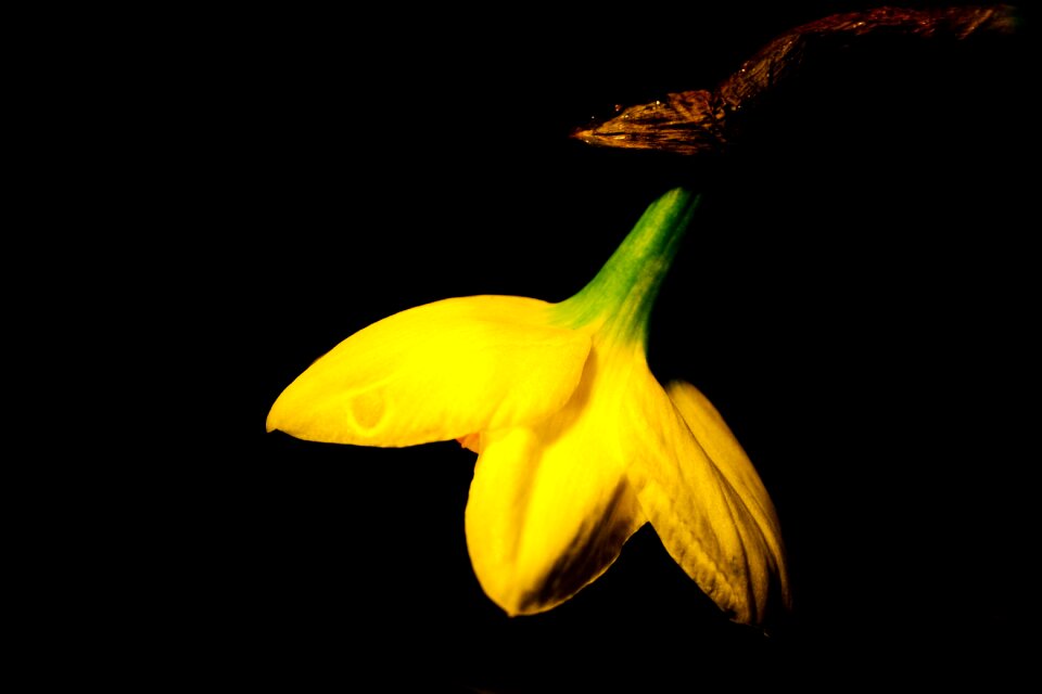 Easter yellow flower plant
