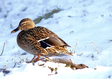 Plumage elegant animal photo