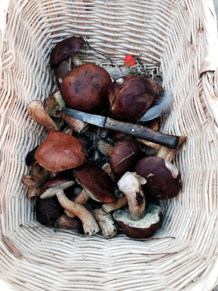 Forest mushrooms basket rac