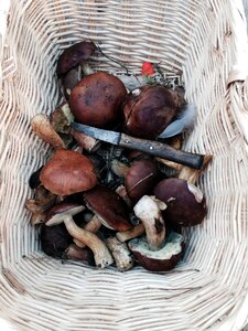 Forest mushrooms basket rac photo