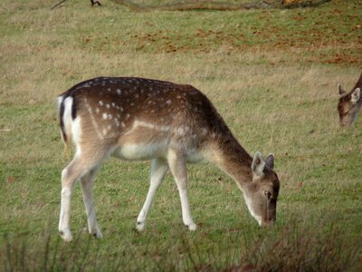 Animal brown deer photo