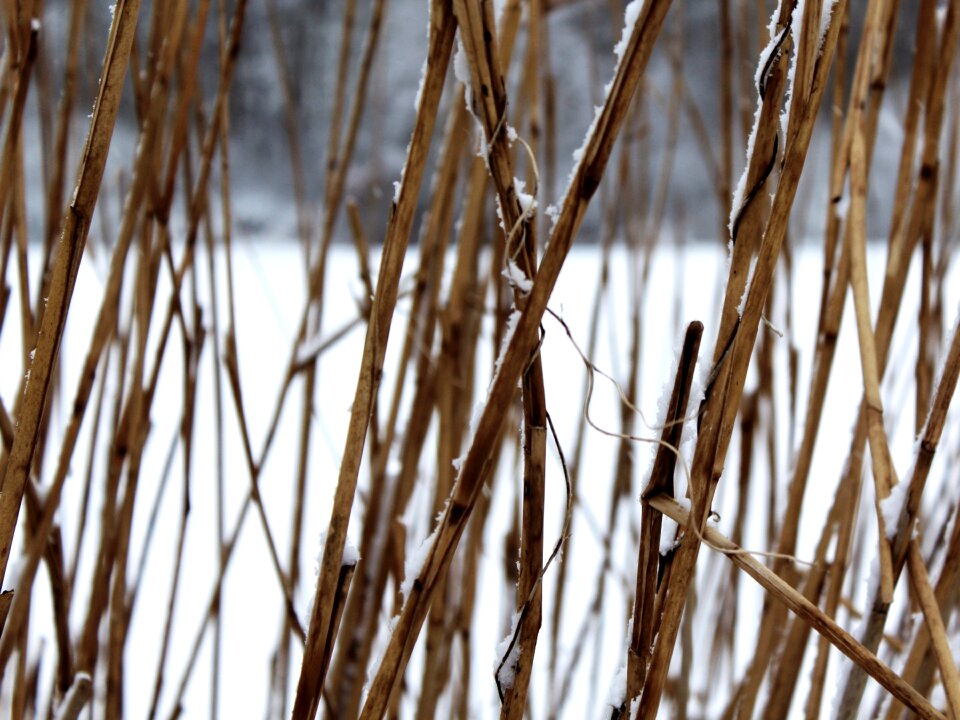 Winter snow background image