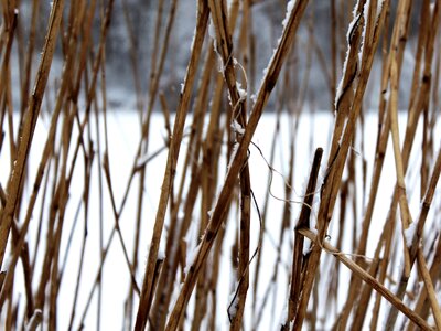 Winter snow background image photo