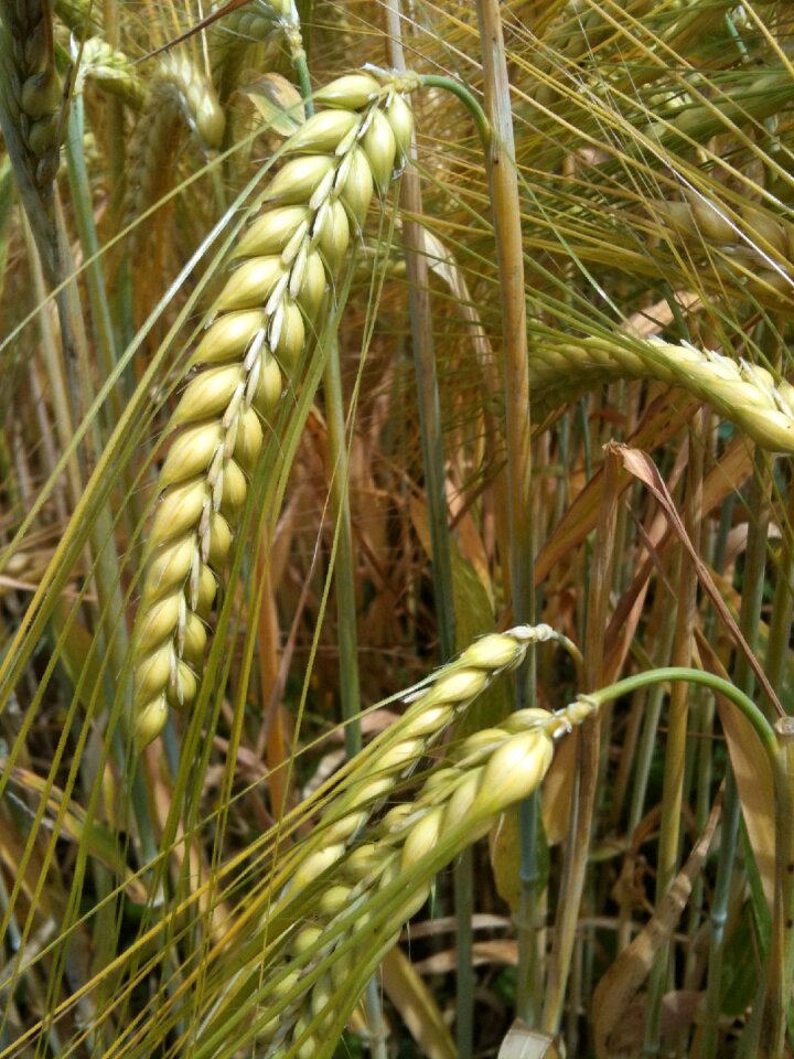 Field food field crops
