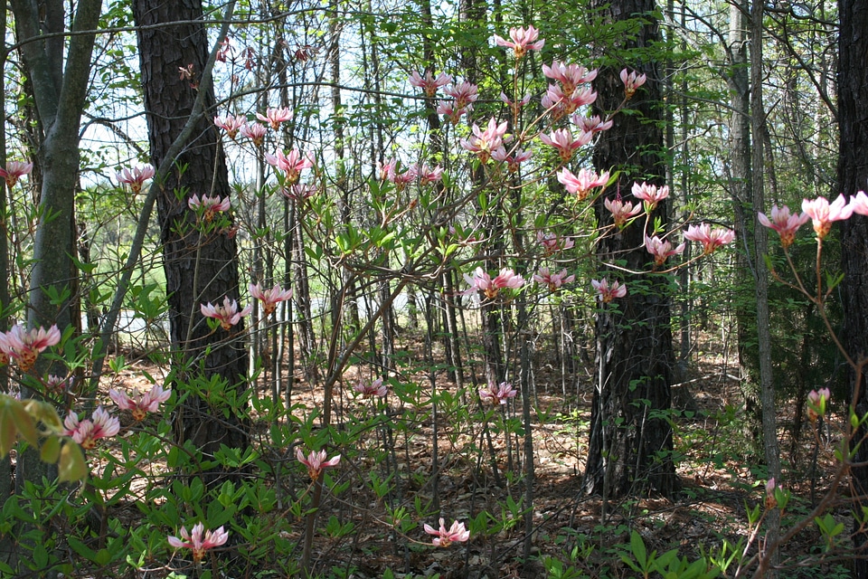 Landscape natural forest