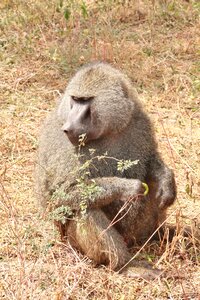 Baboon animals africa