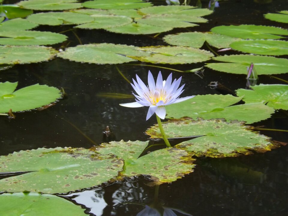 Lotus symbol spirituality