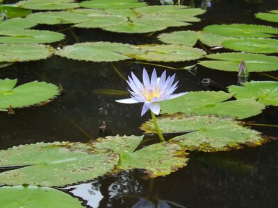 Lotus symbol spirituality