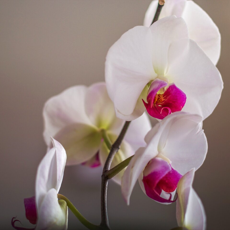 Close up plant white