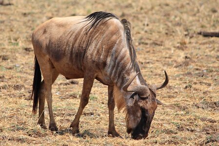 Wildebeest animals africa photo