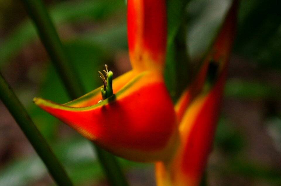 Plant greens exotic