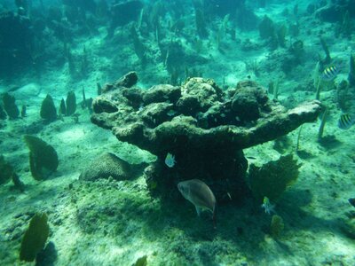 Tropical reef underwater photo