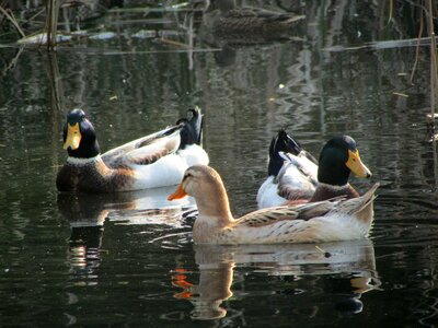 Cocks lake water photo