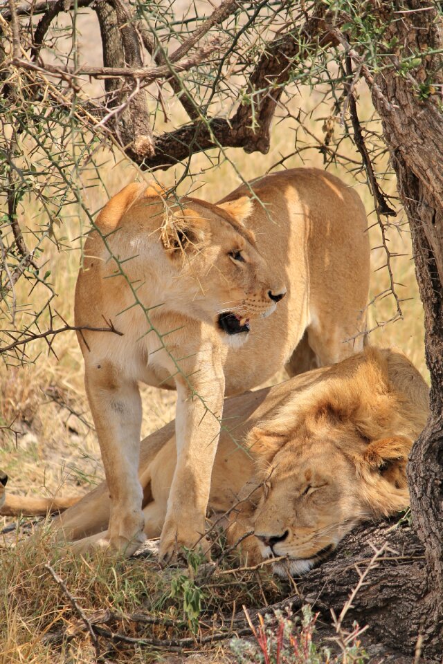 Lion animals africa