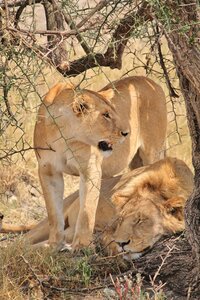 Lion animals africa photo