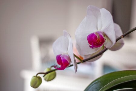 Pink macro white