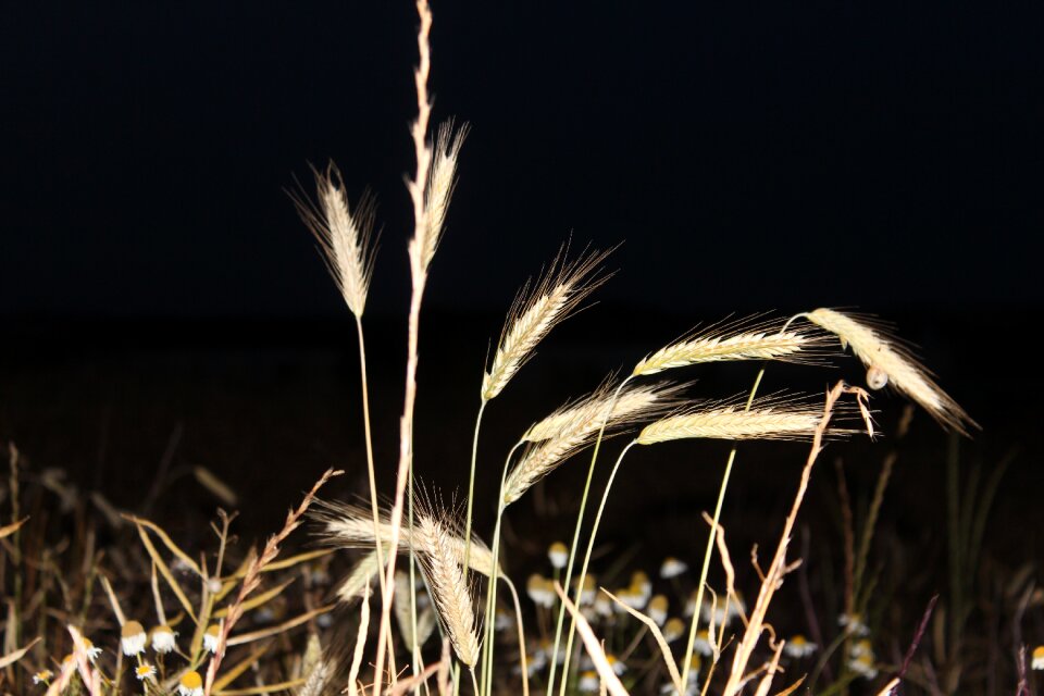 Nature summer plant