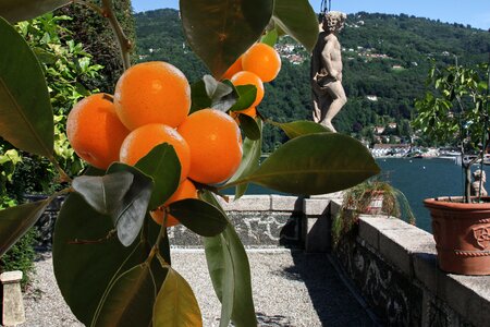 Oranges lago maggiore italy