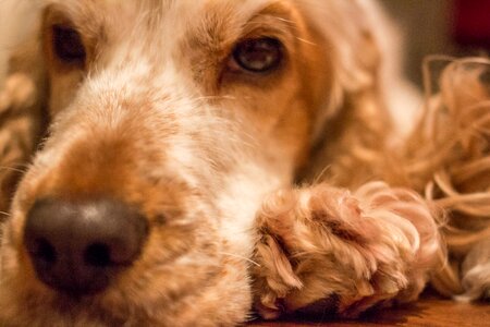 Cocker spaniel spaniel orange mold photo