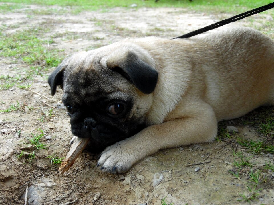 Cute domestic doggy