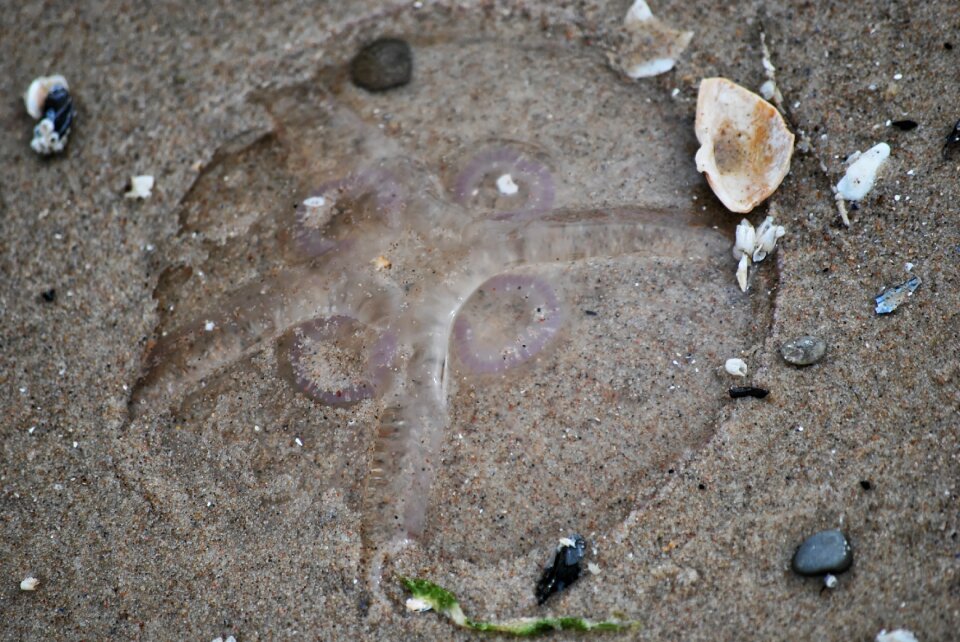 Jellyfish beach sand