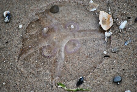 Jellyfish beach sand photo