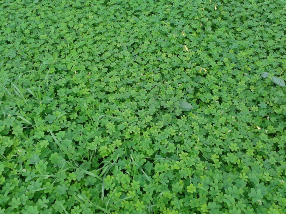 Shamrocks prato green