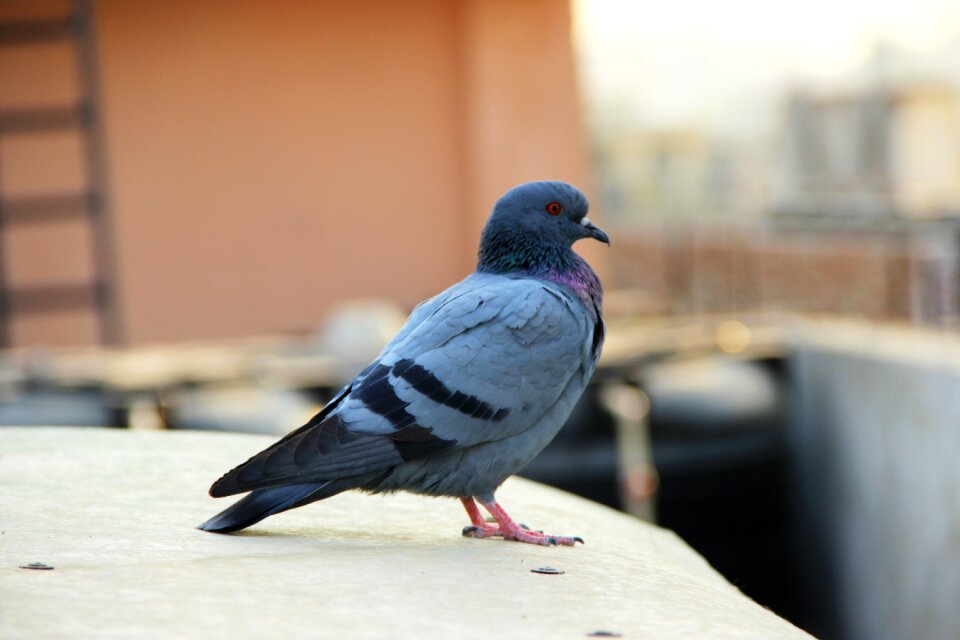 Animals nature