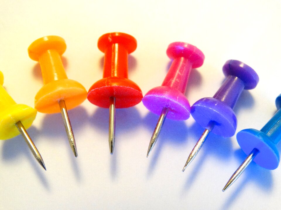 Color pointed great