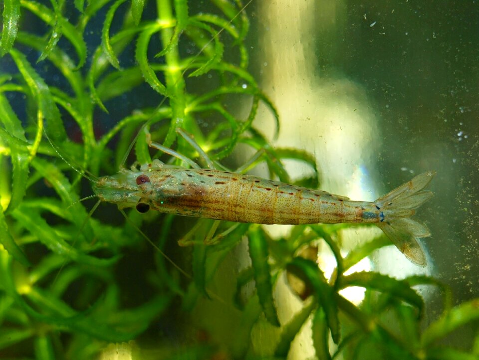 Prawns invertebrates fresh water fish