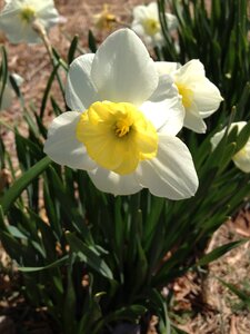 Green easter nature photo