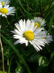 Macro flower spring